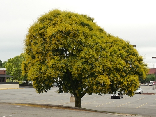 {Koelreuteria paniculata}